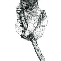 Koala illustration, handdrawn with pencil